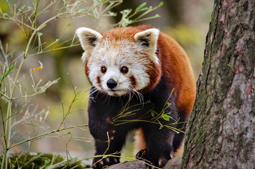Panda vermelho curioso