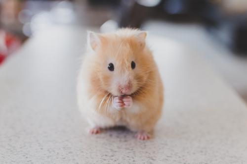 Hamster fofo