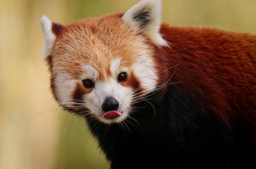 Lindo panda vermelho