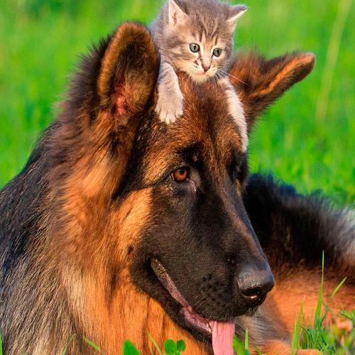 Kitten with German Shepherd
