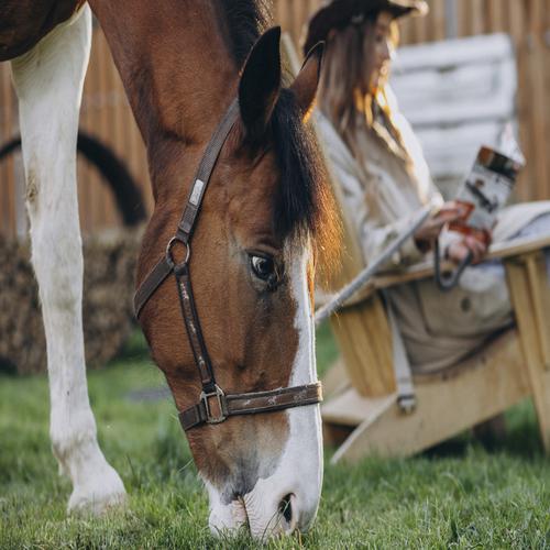 Horse eating grass