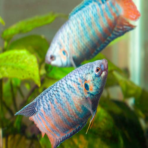 2 Aquarium Fishes
