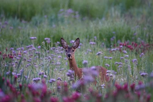 Deer in a flower field