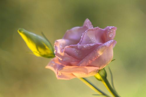 Delicate rose