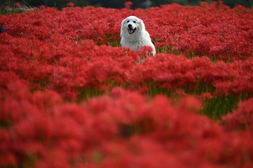 Dog in a field of red flowers