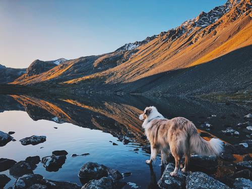 Dog in the Alps