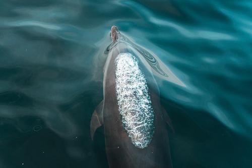Delfín respirando