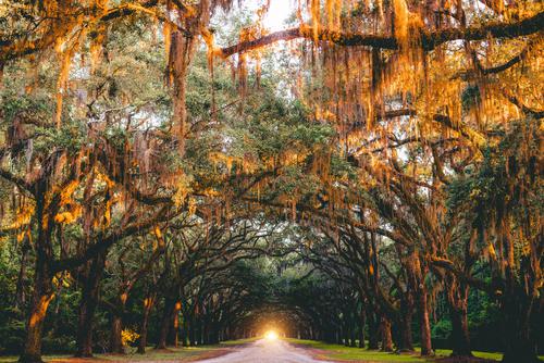 Dreamy path in Savannah, United States