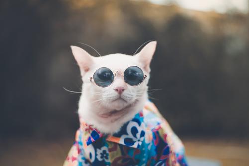 Funny cat with sunglasses