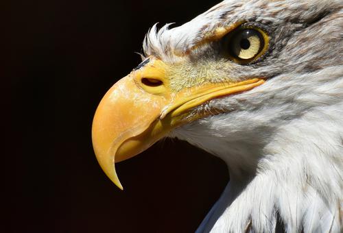Eagle's beak