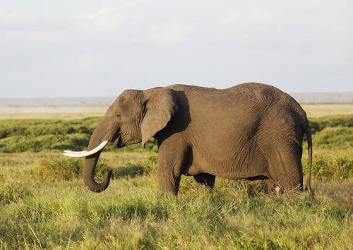 Elephant at Amboseli National Park, Kenya