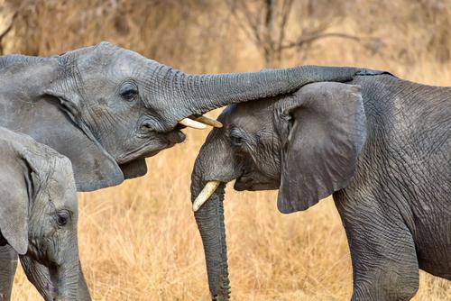 Elephant hug