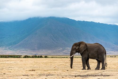 Elefante en un hermoso paisaje