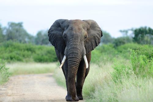 Elephant on a pathway