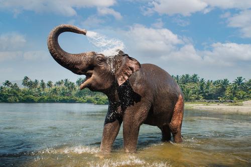 Elefante brincando na água