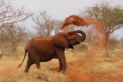 Elefante brincando com terra