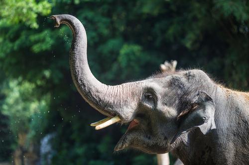 Elefante com tromba levantada