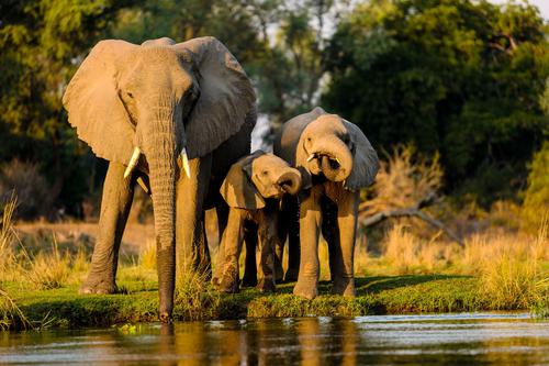 Elephants family