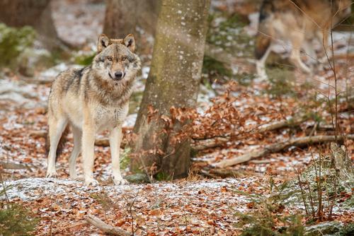 Lobo lobo-eurásiatico em uma floresta da Bavária