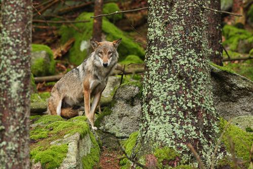 Eurasian wolf in a green forest