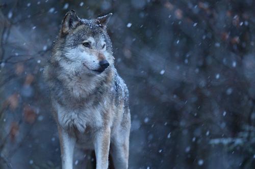 Eurasian wolf in the snow