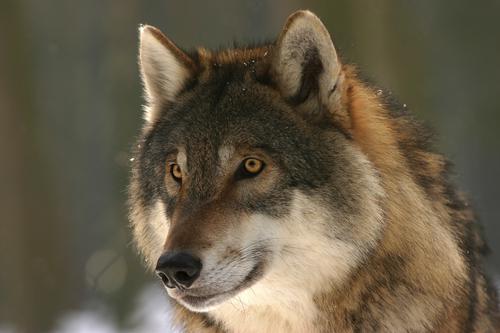 Europäischer Wolf