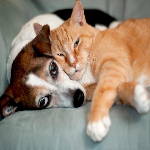 Cão e Gato Juntinhos