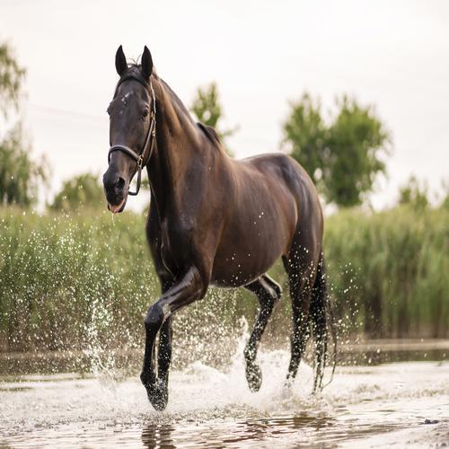 Dunkles Pferd läuft über das Wasser