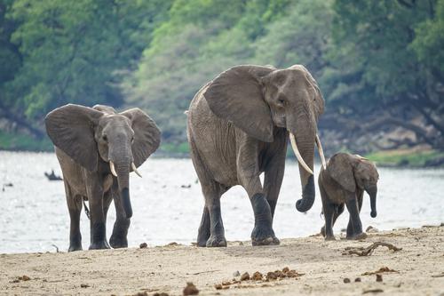 Family of African elephants