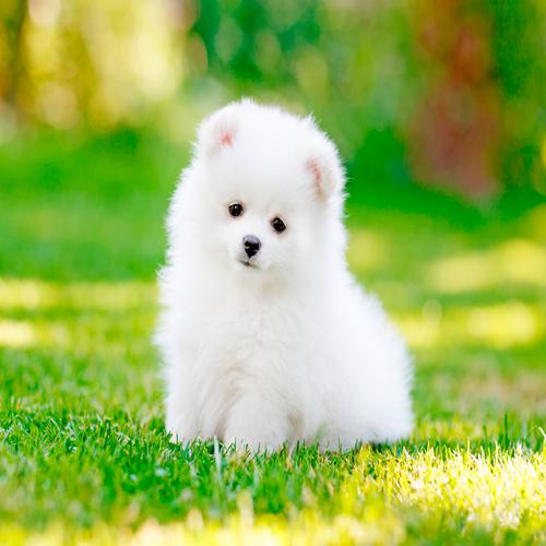 Young German Spitz