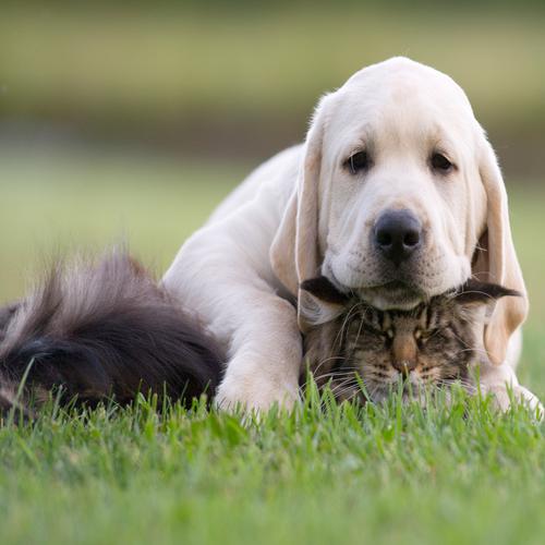 Labrador Puppy with a Cat