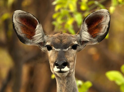 Female kudu with big ears
