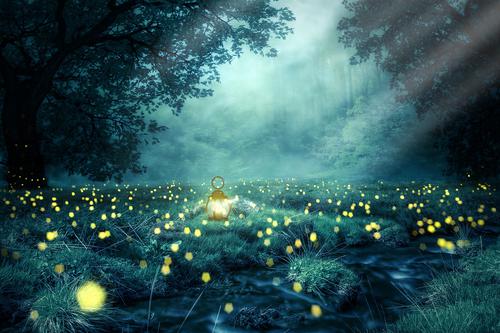 Field of fireflies