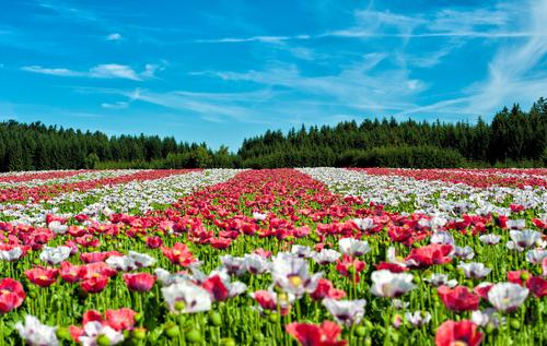Field of red and white poppies