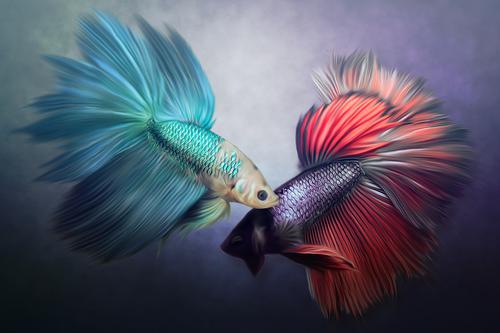 Fish realistic painting