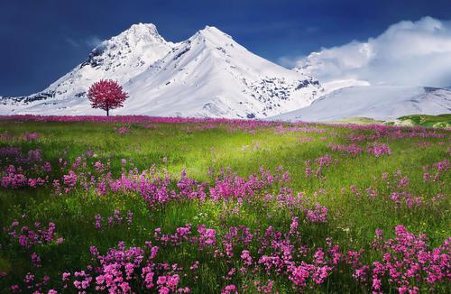 Flowery field in the Alps
