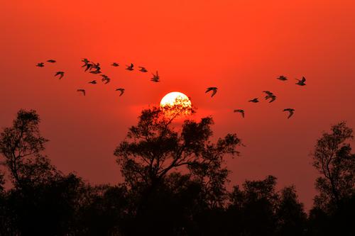 Flying birds at sunset