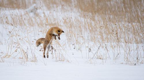 Fox jumping in Hokkaidō, Japan