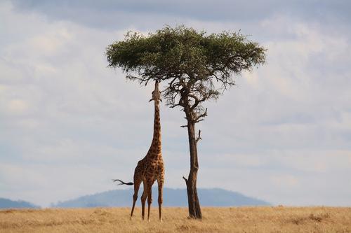 Girafa comendo