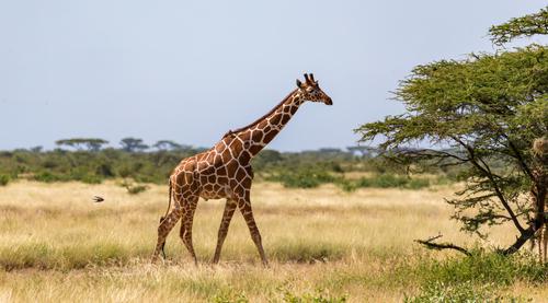 Girafa na savana