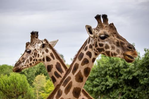 Giraffes Crossing necks