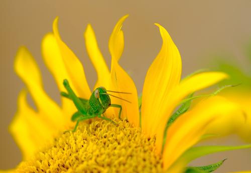 Grasshopper in a yellow flower