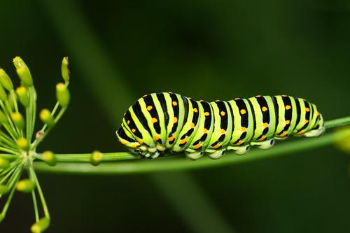 Green and black caterpillar