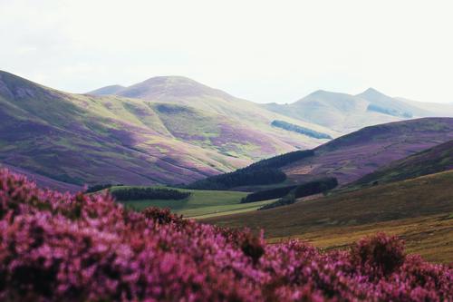 Green and purple hills