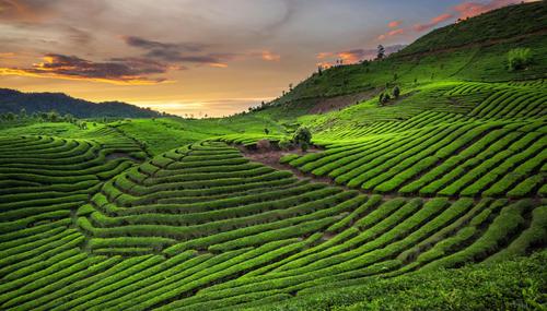 Green tea plantations at sunset