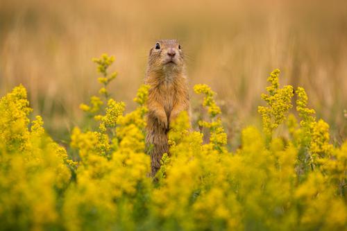 Ground squirrel on blooming meadow