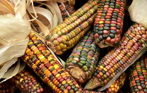 Harvested corn