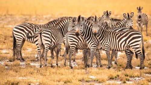 Manada de Zebras na Zâmbia