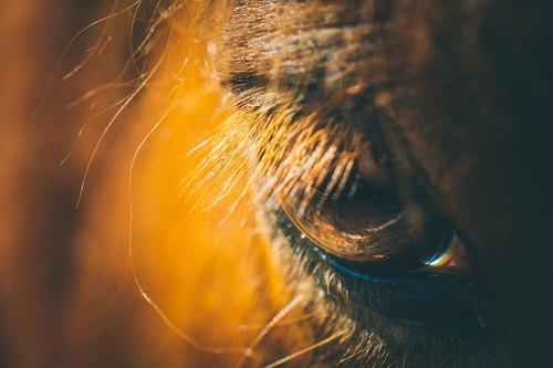 Olho de um cavalo