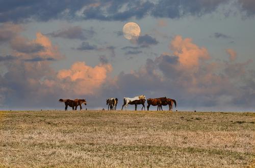 Horses under the moon